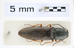 Foto (Dorsalansicht) von Acteniceromorphus selectus (Candèze, 1865) (NHMW-ZOO-COL-0008303)